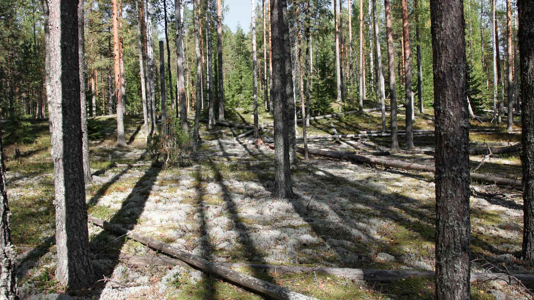 vepsskij les
